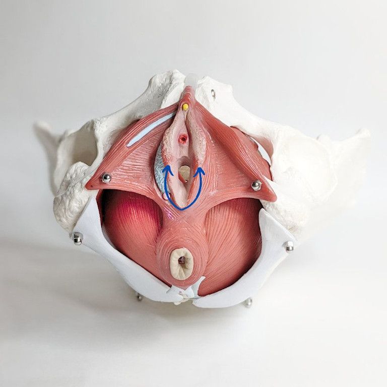 masaje perineal U – Shivalans Masaje perineal dibujando una U