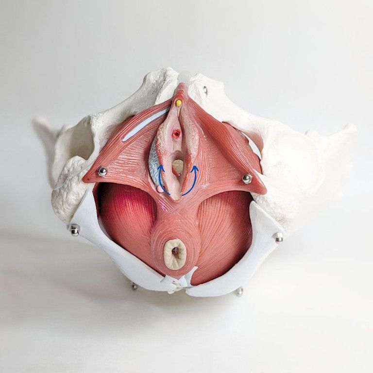 masaje perineal mediaU – Shivalans Masaje perineal realizando media una U