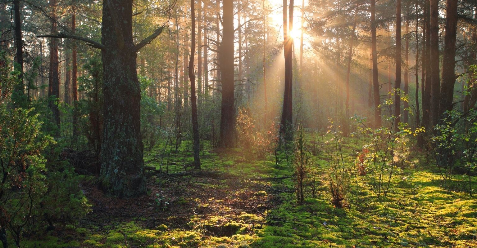 Retiro de Yoga naturaleza – Shivalans Bosque con un rayo de luz