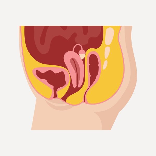 Imagen del suelo pélvico donde se ve la la vejiga y uretra, útero y vagina, ano y recto.